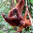 Post Rainforest World Music Festival, Encounter with the Orangutans The last day of the post-Rain Forest World Music Festival program took us to the Semmongoh Orang Utan Rehabilitation Center to visit the orangutans. The word “orang” is Malay for...