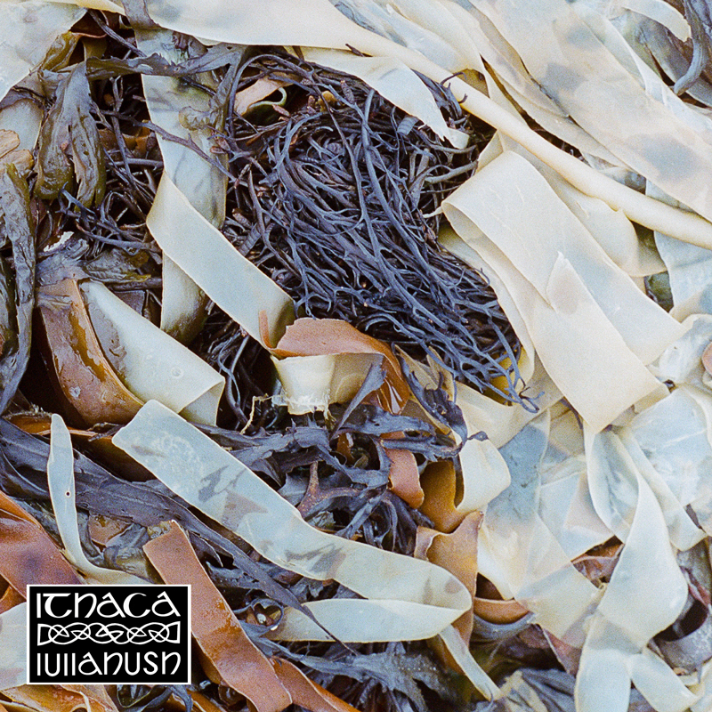 The album cover for Ithaca by Lullahush features a close-up photograph of tangled seaweed in various shades of brown, black, and translucent white. In the bottom left corner, the album title Ithaca and artist name Lullahush are displayed in a stylized Celtic-inspired font, framed by an intricate knotwork design.