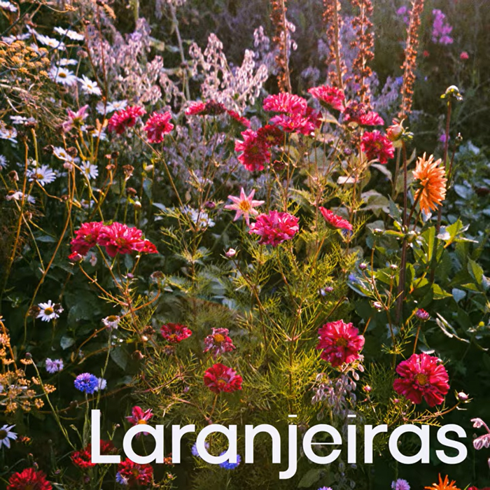 A garden of colorful wildflowers fills the frame in golden light. The single title Laranjeiras appears at the bottom in white type.