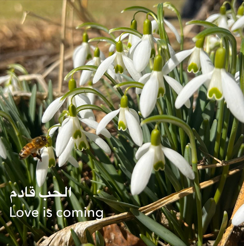 chris pellant love is coming cover artwork. a photo of white flowers with one bee.